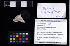 Foto (Objekt + Etikett) von Eodromites sp.  (NHMW-GEO-2017-0089-0035)
